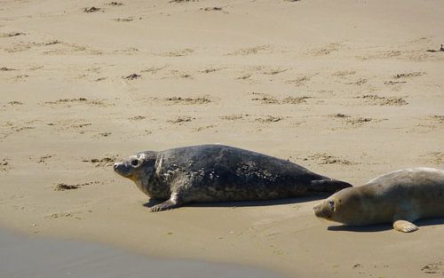 Twee zeehonden