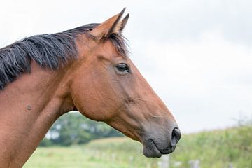 Paard, portretfoto van een paard van Henk van den Brink