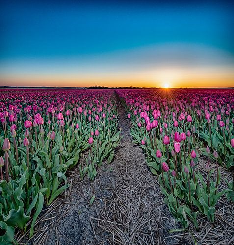 Kleurrijke Zonsondergang in het Tulpenveld