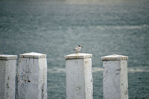 Surveiller la mer du Nord