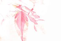 Aquarel Japanse Esdoorn