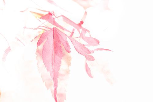 Aquarel Japanse Esdoorn