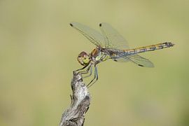 braun rot heidelibel von Petra Vastenburg