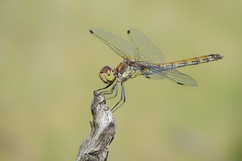 bruinrode heidelibel