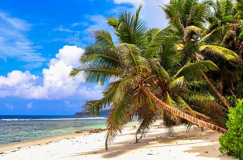 Tropische palmbomen op het strand in het paradijs op de Seychellen