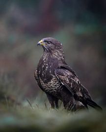 Bussard von Tom Zwerver