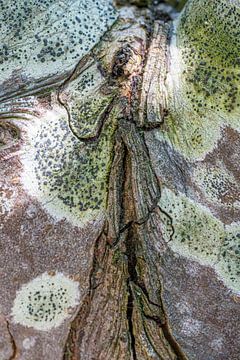 Natuurlijke structuren boomstam van Reinder Tasma