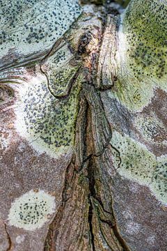 Natuurlijke structuren boomstam