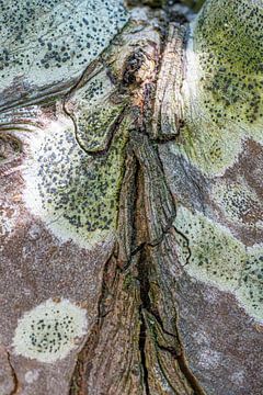 Structures naturelles sur Reinder Tasma