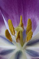 Hart van een tulp
