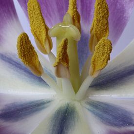 Hart van een tulp van Larka Louwe