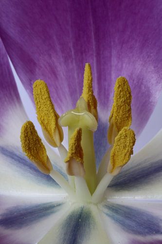 Le cœur d'une tulipe