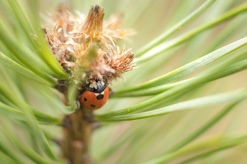 Coccinelle en vert