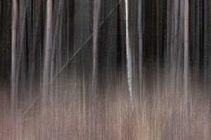 Mouvement abstrait dans la forêt