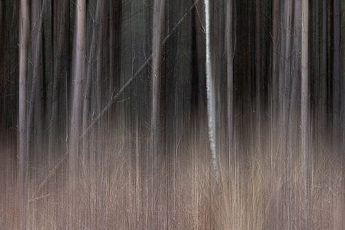 Abstracte beweging in het bos