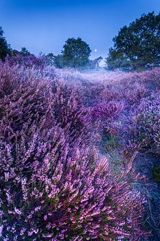 Nationaal Park De Meinweg