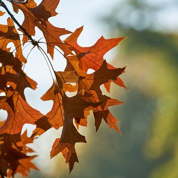 Scharlaken eik, Quercus coccinea met herfstverkleuring van Heiko Kueverling