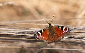 Voorjaarspauwoog vlinder