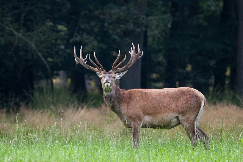 Edelhert in het bos van Evert Jan Kip
