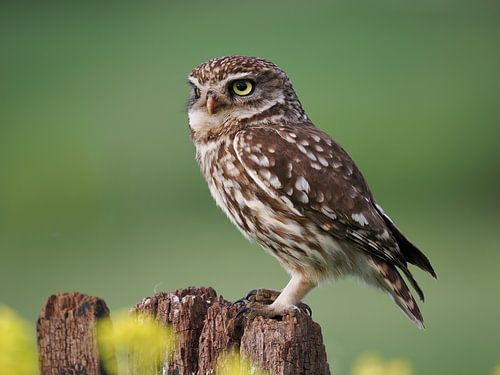 Steenuiltje op een boomstronk tegen een groene achtergrond en koolzaad op de voorgrond.