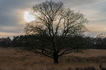 Solitary tree van Niels Haven