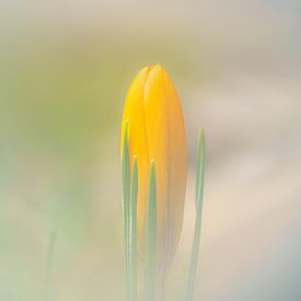 Yellow crocus in the field by Fotografiecor .nl