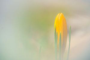 Gelber Krokus auf dem Feld