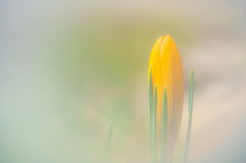 Yellow crocus in the field