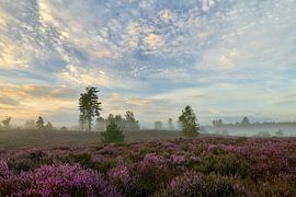Ground fog during rising sun on flowering heathland