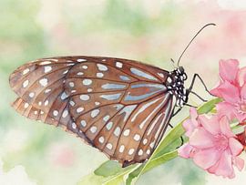 Exotic butterfly – Tirumala hamata by PhotoArt Claudia Kleemann