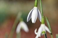 blühende Schneeglöckchen kündigen den nahenden Frühling an von Robin Verhoef Miniaturansicht