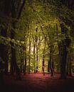 Green forest dark & moody van Sandra Hazes thumbnail