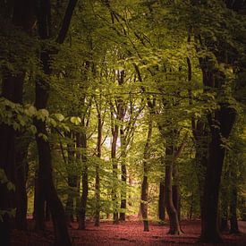 Grüner Wald von Sandra Hazes