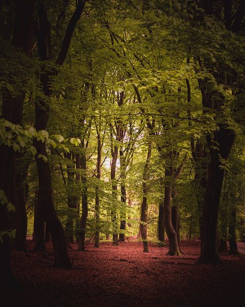 Green forest dark & moody van Sandra Hazes