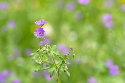 Weide met bloemen