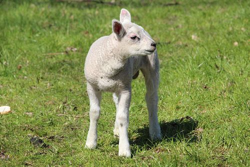 Lammetje kijkt om zich heen
