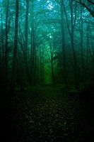 A forest path