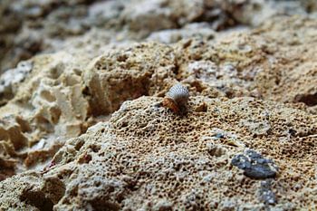 Vulnerable Traveller on the Rock