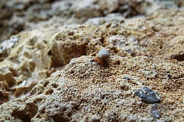 Voyageur vulnérable sur le rocher sur Iwan Alphenaar