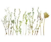 Retro Botanical Print – Morning Meadow