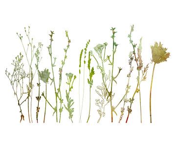 Wiese am Morgen. Moderne botanische Illustration im Retro-Stil von Dina Dankers