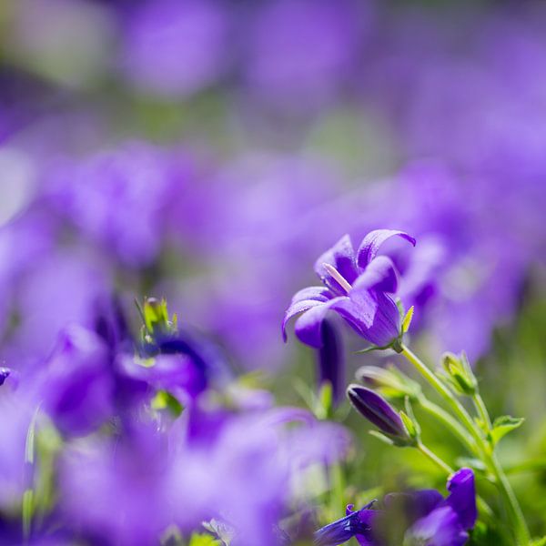 square detail of a flowering campanula by Marc Goldman