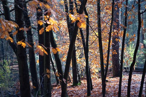 Bos in Herfsttinten