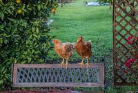 Two chickens on a garden bench