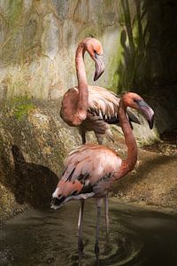 Flamingo's von José Verstegen