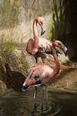 Flamingo's van José Verstegen thumbnail