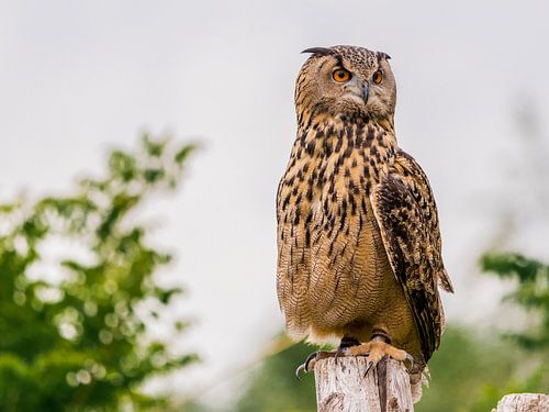 Die Uhu-Eule
