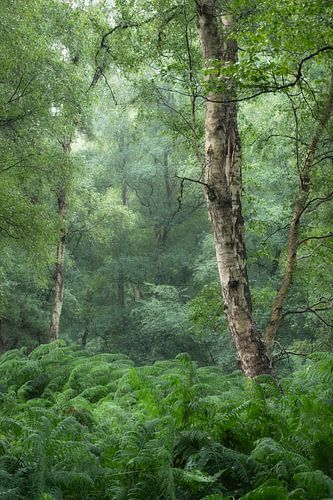 Dans la forêt de fougères sur Moetwil en van Dijk - Fotografie