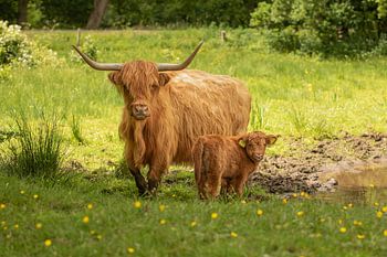 schotse hooglander met kalf