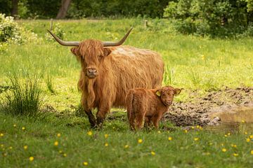schotse hooglander met kalf van M. B. fotografie